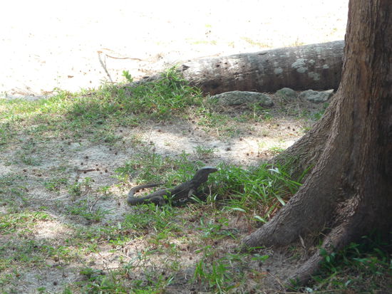 Eine der grossen Echsen.