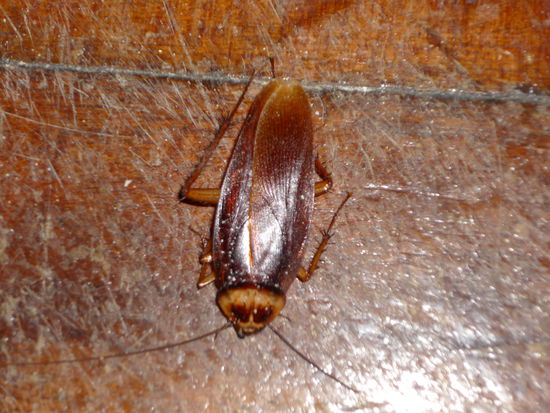 Da hatte der Kerl schon den k.o.-Schlag hinter sich (und ein paar Arme -* oder sind es Beine? - weniger!