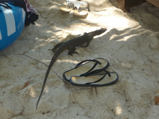 Auch unser kleiner Freund kam zum Abschied nehmen...!