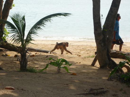 Der Affe bei der Arbeit.