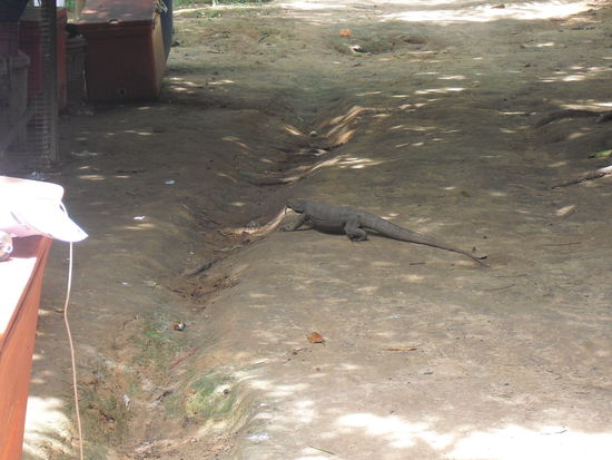 Ein Waran ist vor uns gefluechtet.