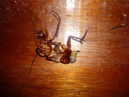 Schon leicht zermatscht, aber das das Viech ekelhaft ist, das kann man trotzdem erkennen 