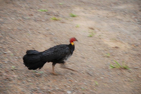 Wieder ist hier so ein Truthahn unterwegs und verfolgt uns 