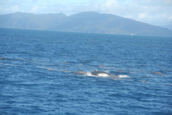 Ein Buckelwal begleitet uns!