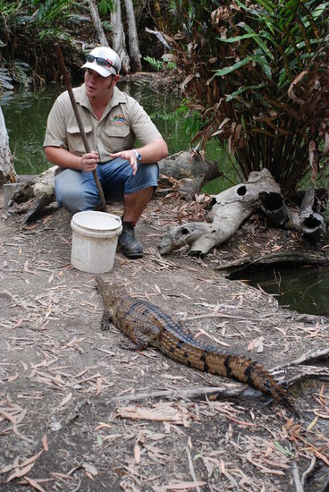 Fütterung der Süßwasserkroks