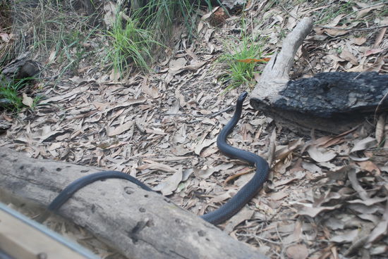 Gott sei Dank hinter Gittern! 