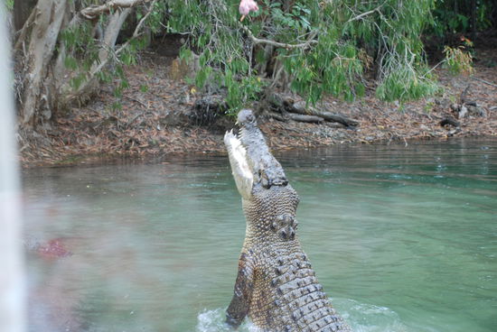 Direkt neben meinem Fenster taucht das Kroko auf!! Wahnsinn! Brrrr 