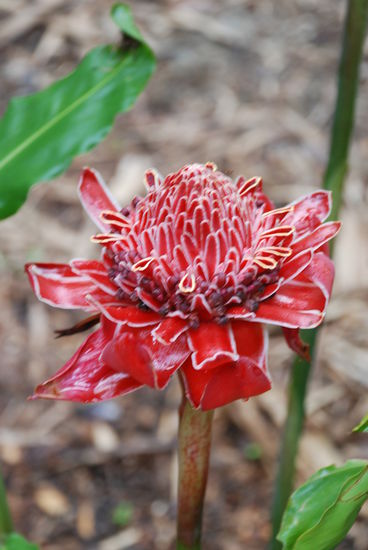 In den Botanic Gardens