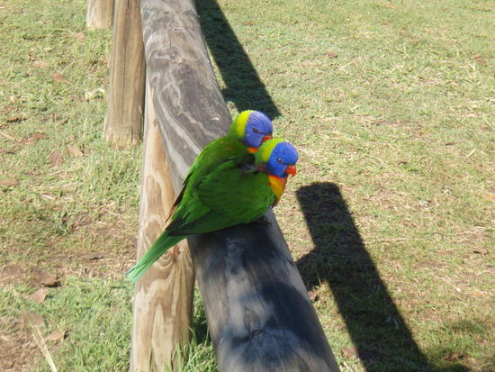 Zwei Loris scheun uns beim Lunch zu!