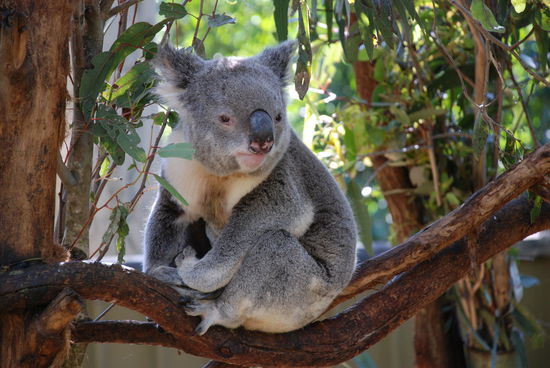 Ist er nicht einfach süüüüß?