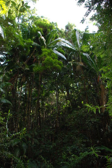 Ein Wunder, dass dieser Regenwald aus dem Sand heraus sprießt, oder? 