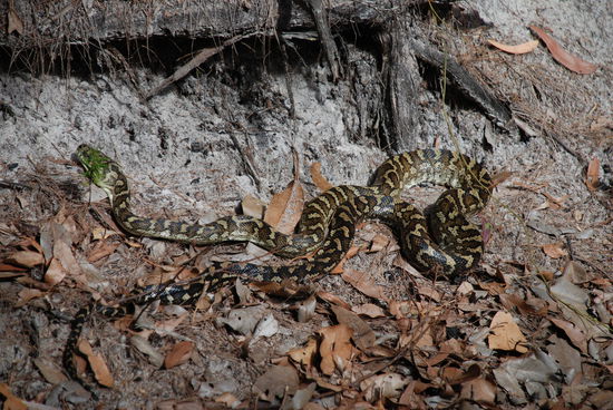 Erster Kontakt zur wilden Tierwelt Australiens