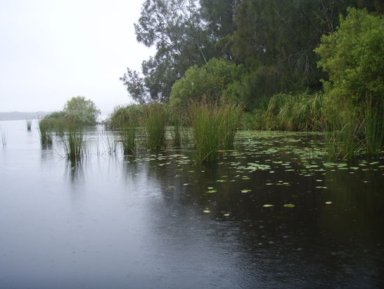 Fahrt durch die Noosa Everglades