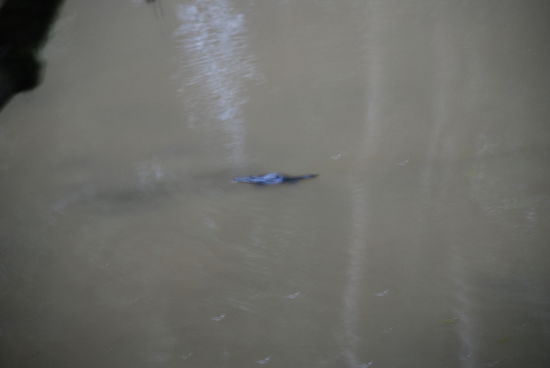 Das ist ein Schnabeltier!! (Leider erkennt man´s nicht so toll)