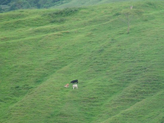 Wie in Schottland...