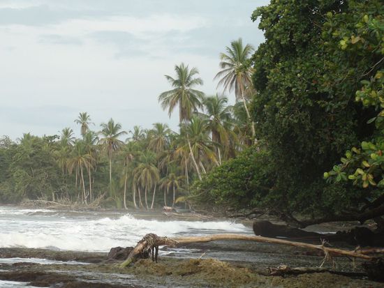 Kokospalmen am Playa Negra.