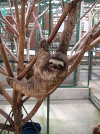 Meine Lieblinge, die 3 Zehen Faultiere