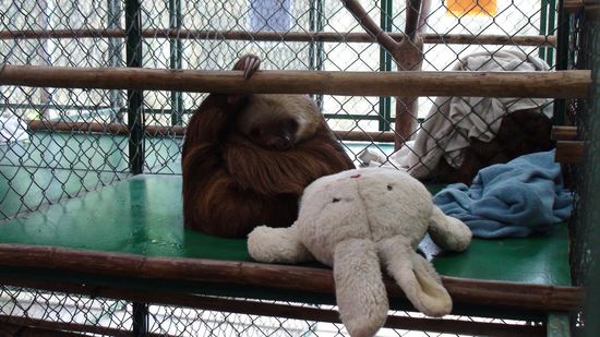 Ohne Knuddeltier geht gar nichts 