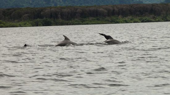 Delfine neben unserem Boot!