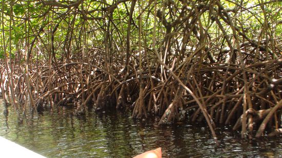 Durch die Mangroven