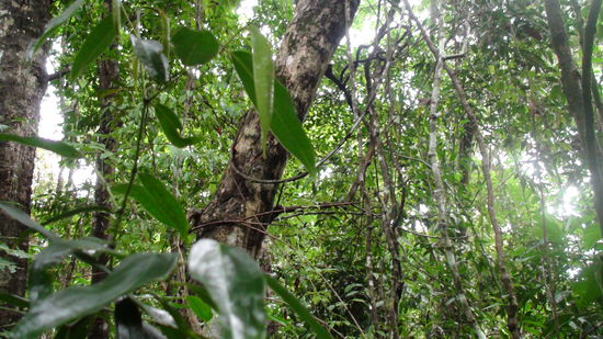 Immer weiter geht es in den Regenwald hinein