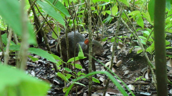 Eine Riesenratte *grusel*