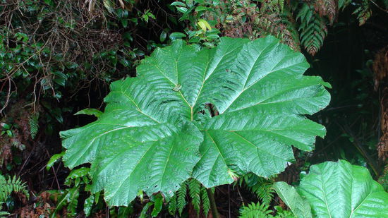 Die Riesenblaetter, die die Costa Ricaner frueher als Sonnenschirme benutzt haben (heute ist das illegal)