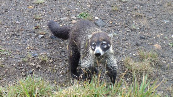 Die suessen Waschbaeren