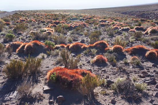 leuchtende Kakteen in der Abendsonne!