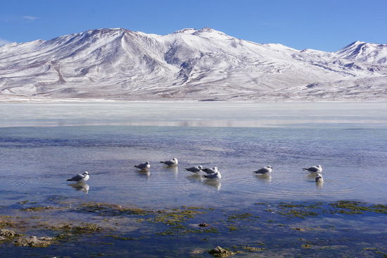 Laguna Blanca