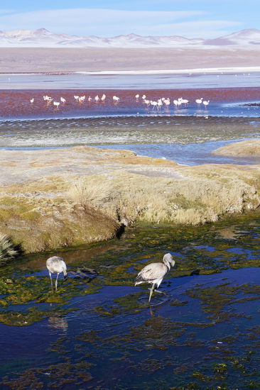 Laguna Colorada
