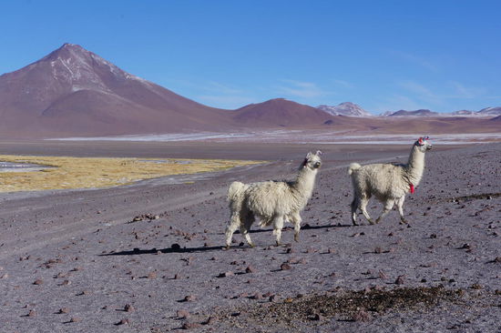 Think positiv, have always a smile on your face like a lama!