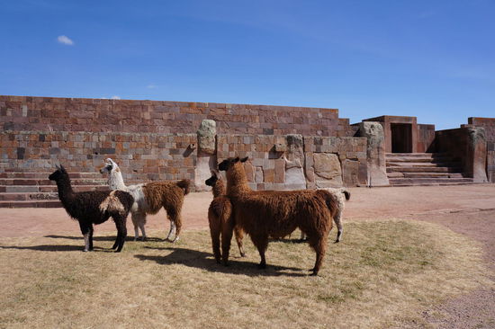 Tiuwanaka mit Lamas