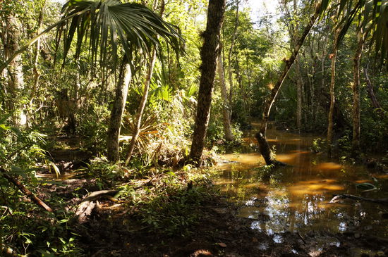 Da hilft nur noch: ab durch die Botanik