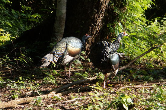 Die wilden Truthähne waren definitiv nicht zu übersehen