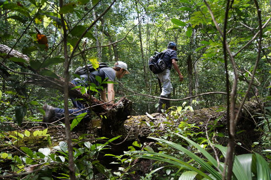 Baumbrücke, Miguel überquerte sie auf zwei Beinen, wir auf allen vieren