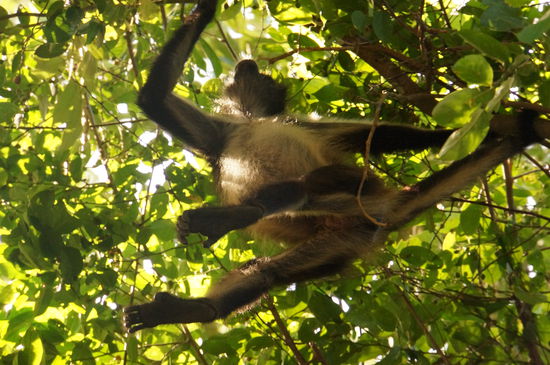 Glücklicherweise kein Brüllaffe, sonst hätte ich mich nicht unter den Affen zum Fotographieren gestellt