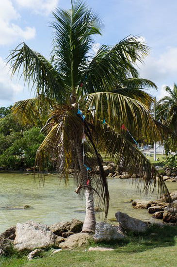 Karibikflaire in Corozal