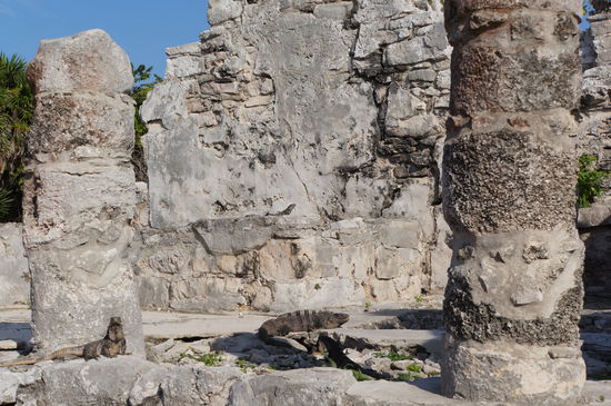Auch bei den Lizzards ist Tulum sehr beliebt