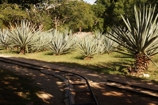 Sisal, das grüne Gold von Yukatan