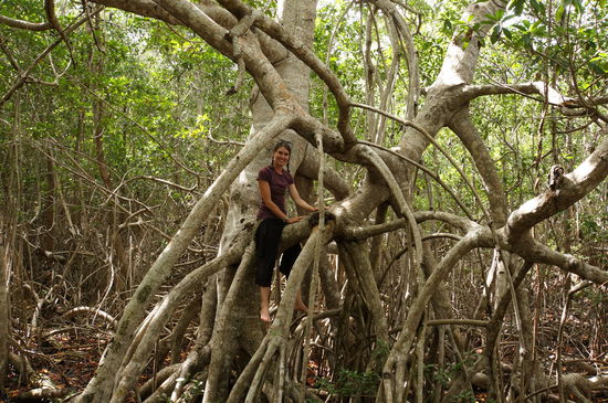 Mangrovenkletterei