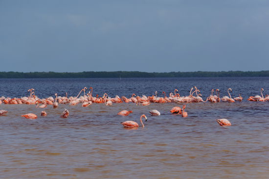 Flamingos