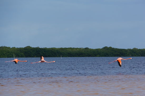 und noch mehr Flamigos