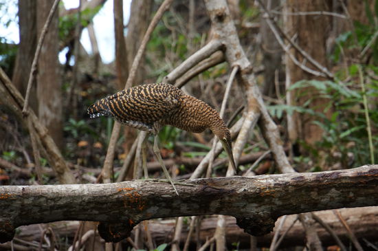 Tigerreiher bei der Jagd