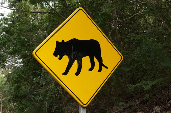 Vorsicht, bissige Mietzekatze!