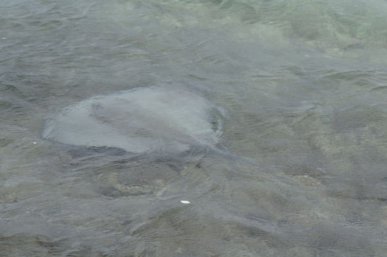 vorbeiziehender Stachelrochen