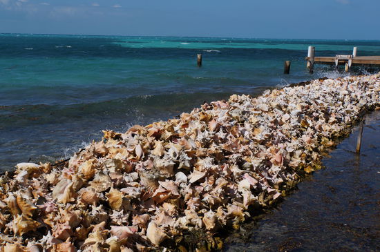 Seeschneckenhäuser sind hier definitiv keine Mangelware