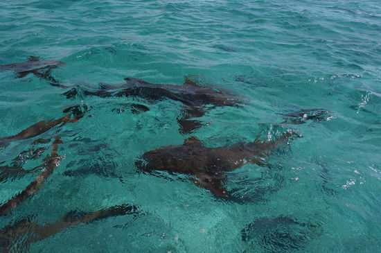 Da schwimmen sie, die Haie!