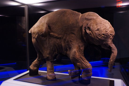 Könnte auch ein Elefantenbaby sein, aber in einer Kniekehle ist noch etwas von ihrem Fell erhalten geblieben!