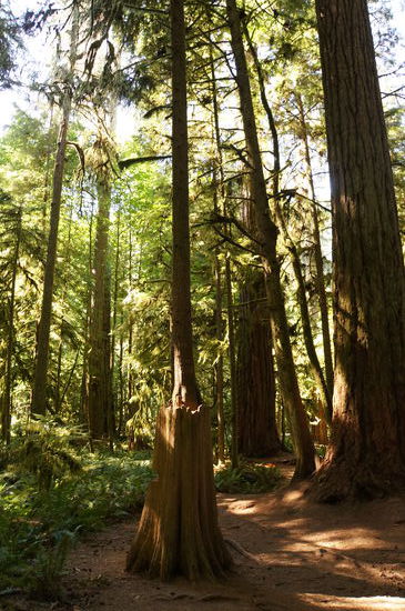 Ein neuer Baum, der Energie aus einem alten Baumstumpf zieht
